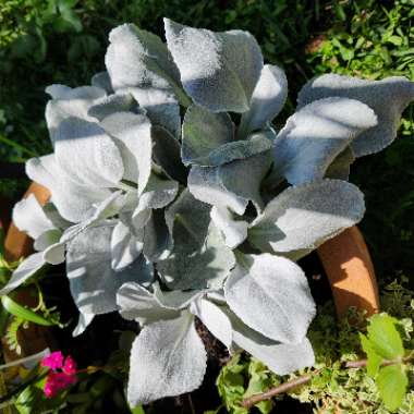 Senecio candicans 'Angel Wings'