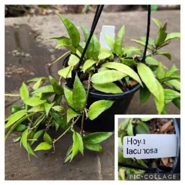 Hoya lacunosa var. lacunosa