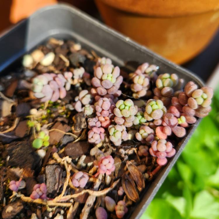 Plant image Sedum lydium