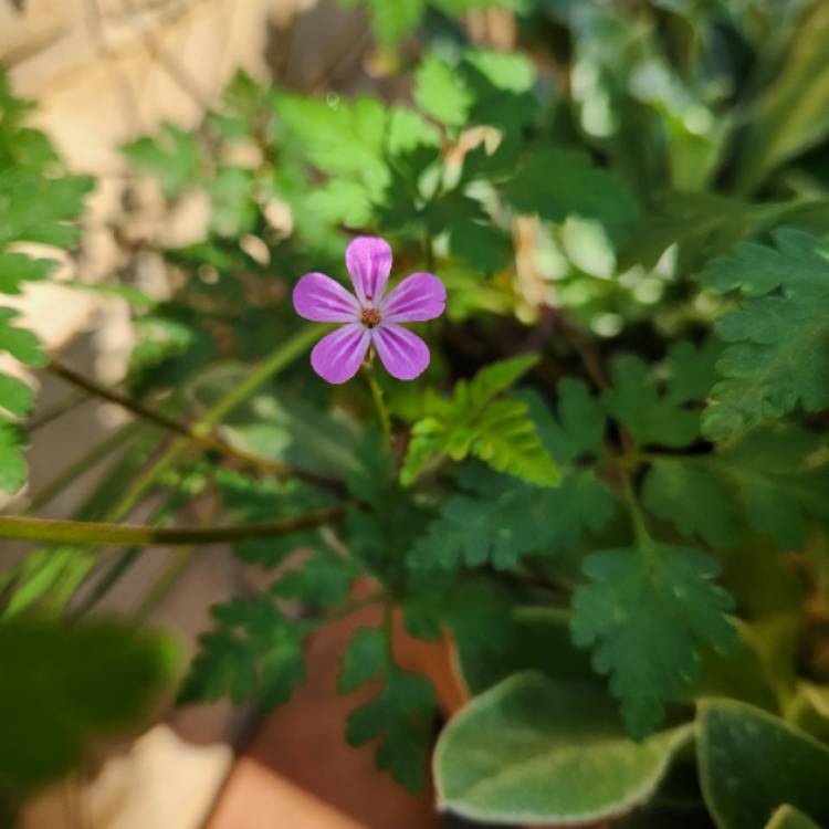 Plant image Geranium robertianum