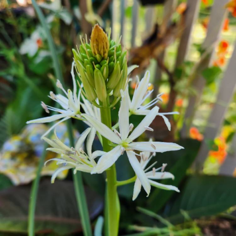 Plant image Camassia leichtlinii 'Sacajawea'