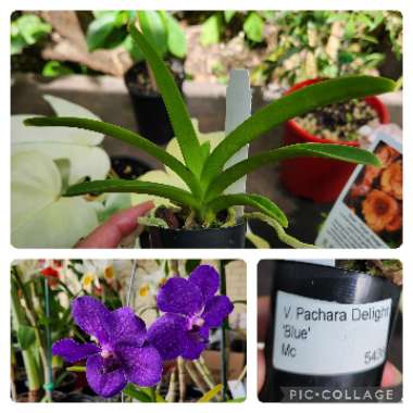 Vanda Pachara Delight (Blue)