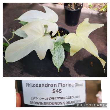 Philodendron 'Florida Ghost'