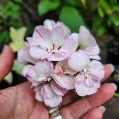 Pelargonium 'Double Speckles'