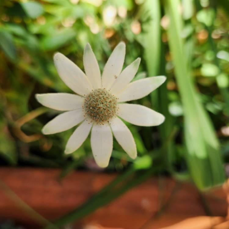 Plant image Actinotus helianthi