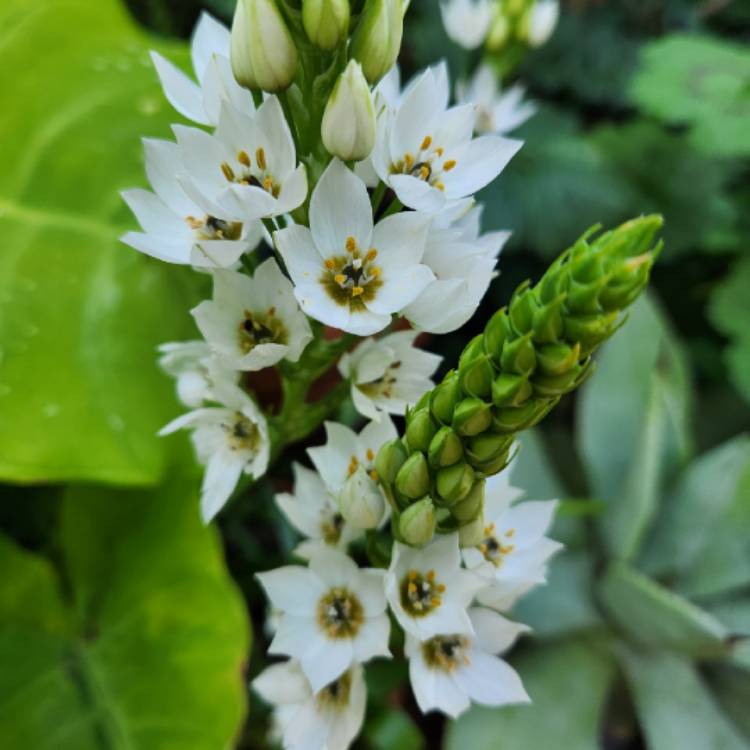 Plant image Ornithogalum hybrid 'White Princess'