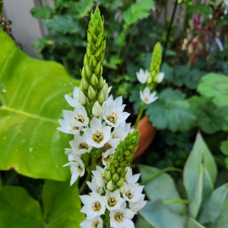 Plant image Ornithogalum hybrid 'White Princess'