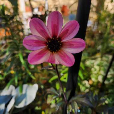 Dahlia 'Mystic Dreamer'