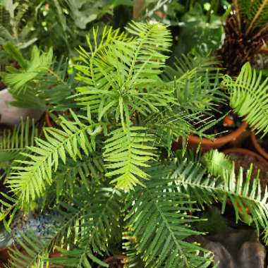 Wollemi Pine