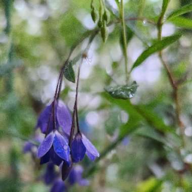 Bluebell Creeper