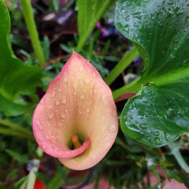 Calla Lily