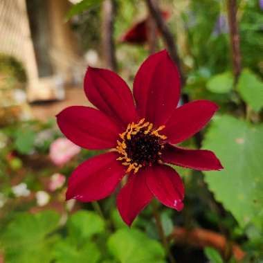 Dahlia 'Home Run'