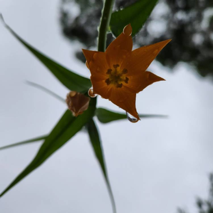 plant image 1727817