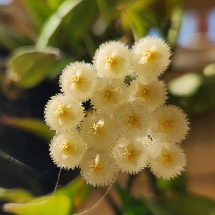 Plant image Hoya lacunosa var. lacunosa