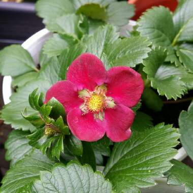 Fragaria x ananassa 'Samba' syn. Fragaria x ananassa 'Red Ruby'