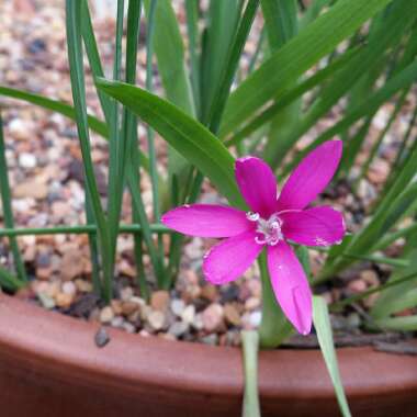 Hesperantha latifolia