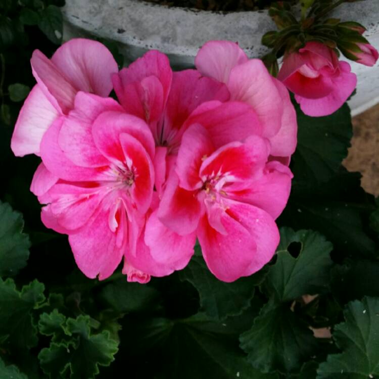 Plant image Pelargonium 'Pinktastic'