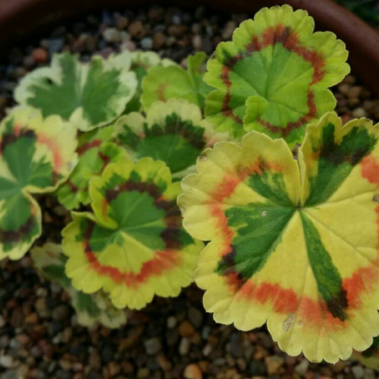 Plant image Pelargonium 'Golden Wedding'