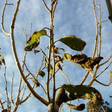 Annona Cherimoya syn. annona chirimoya