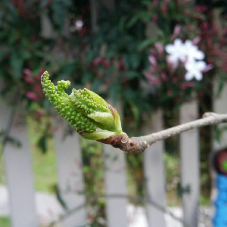 Plant image Morus macroura