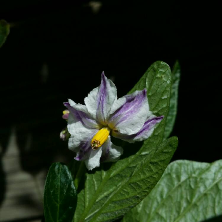 plant image 212795