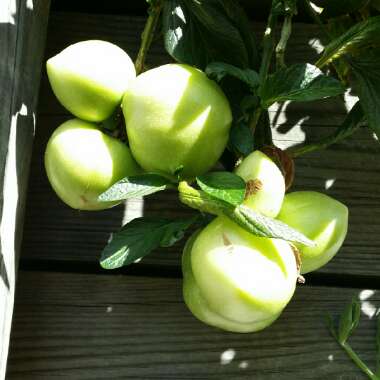 Solanum Muricatum