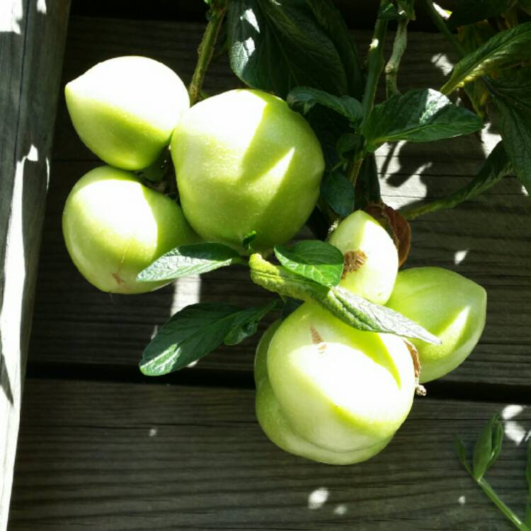 Plant image Solanum Muricatum