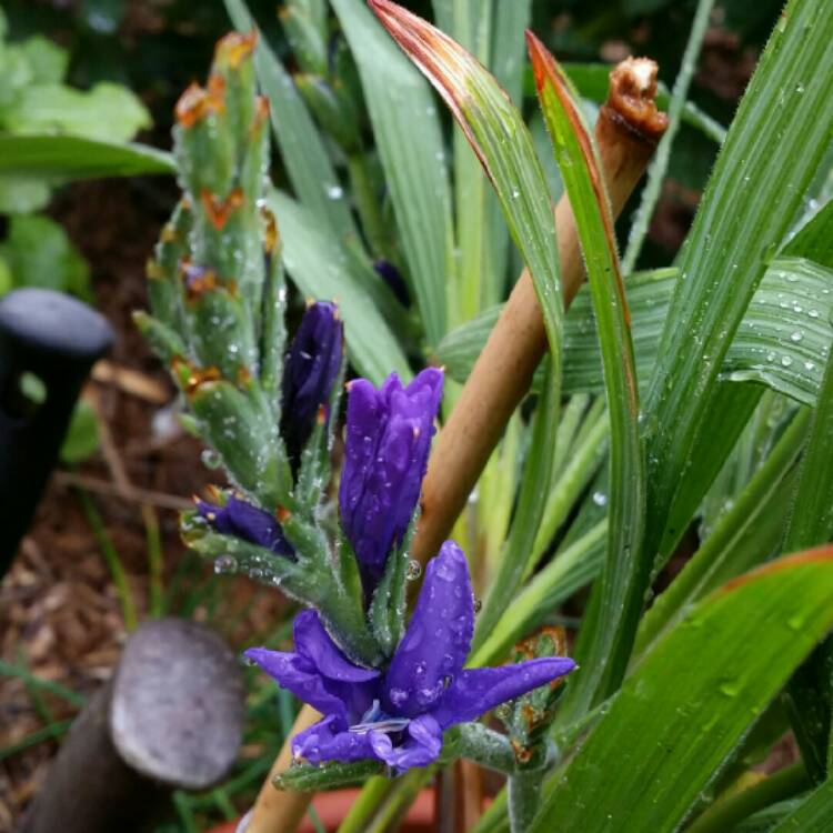 Plant image Babiana stricta