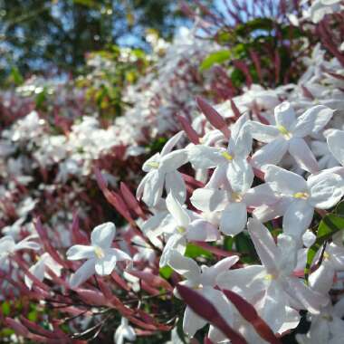 Jasminum officinale