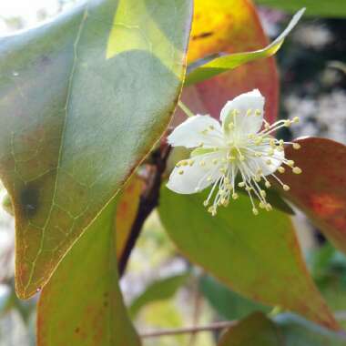 Eugenia Uniflora syn. Eugenia michelii