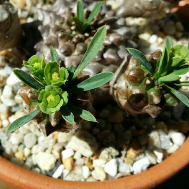 Euphorbia x japonica syn. Euphorbia cv. Cocklebur