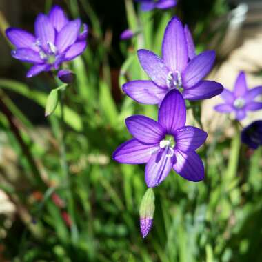 Geissorhiza aspera