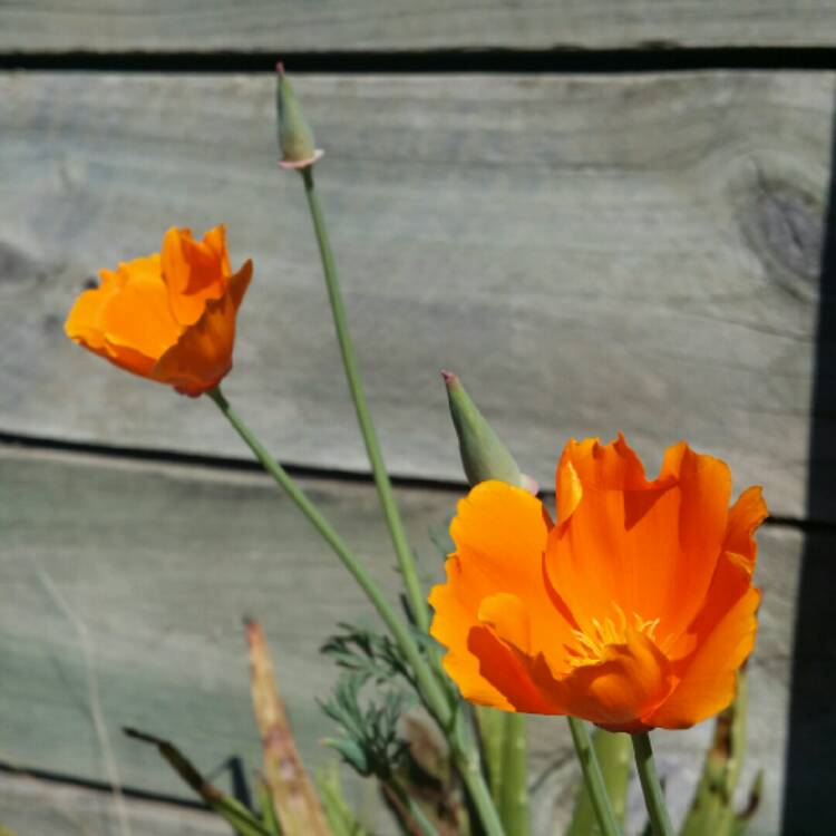 Plant image Eschscholzia californica 'Orange King'