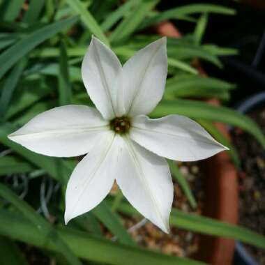 Ipheion 'Alberto Castillo' syn. Ipheion uniflorum 'Alberto Castillo'