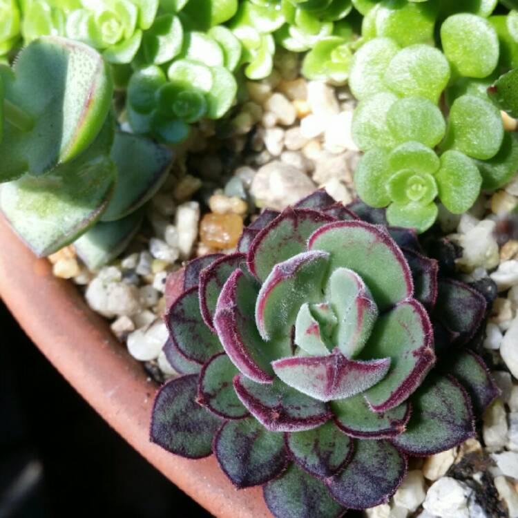 Plant image Echeveria Joan Daniel