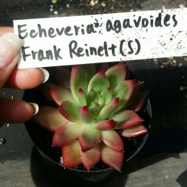 Echeveria Agavoides Frank Reinelt