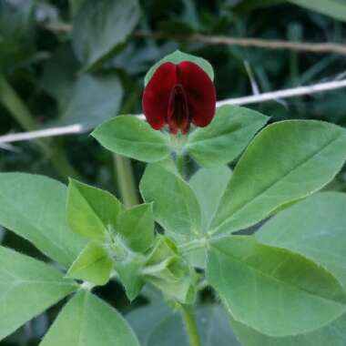 Tetragonolobus purpureus syn. Lotus tetragonolobus