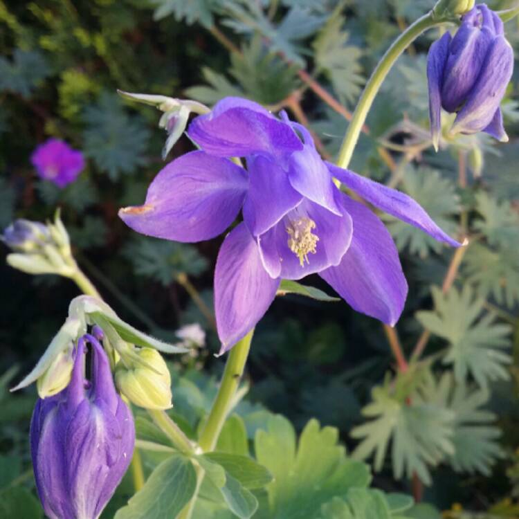 Plant image Aquilegia alpina