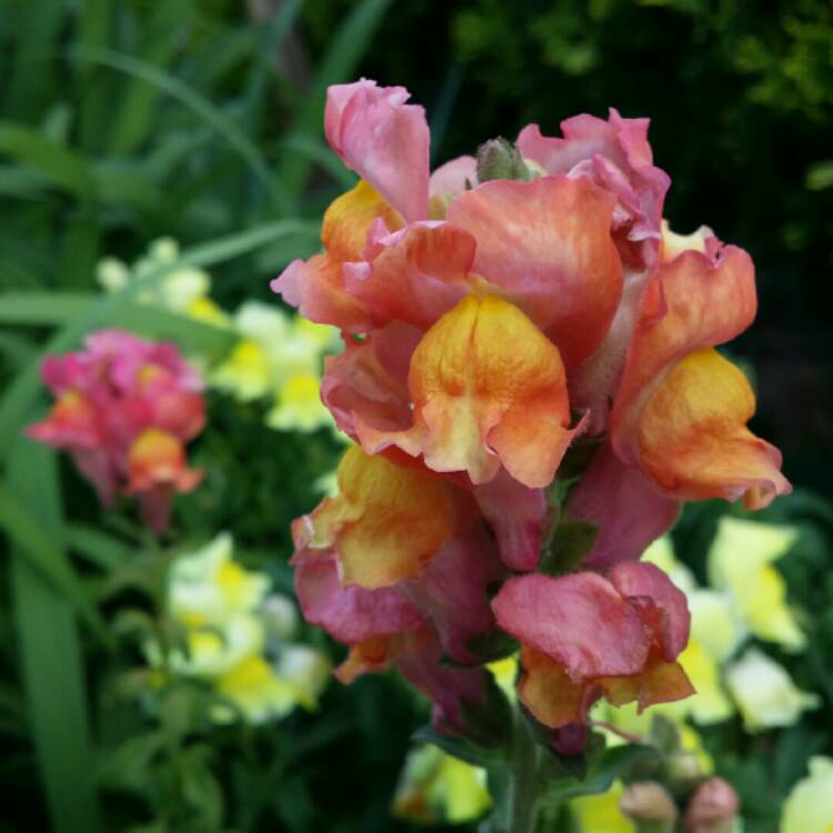 Plant image Antirrhinum majus 'Tom Thumb'