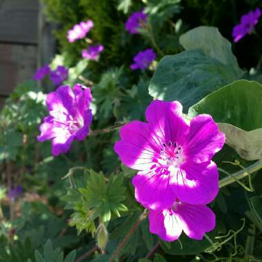 Geranium 'Khan'