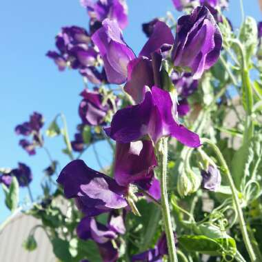 Lathyrus Odoratus 'Blue Velvet'