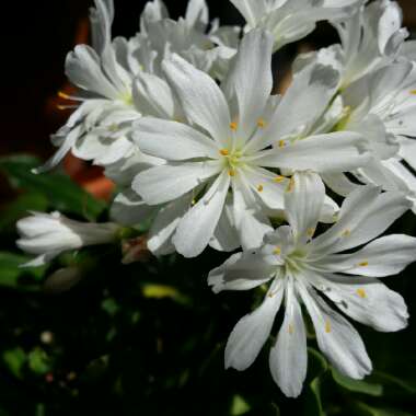 Lewisia cotyledon 'Elise Mixed' (Mix)