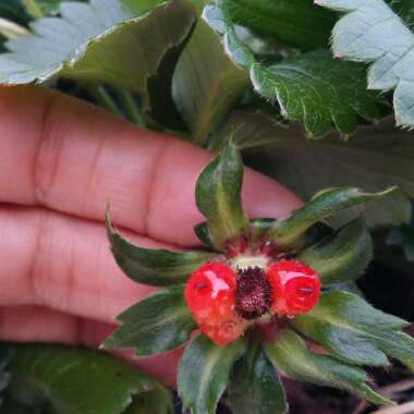 Fragaria x ananassa 'Samba' syn. Fragaria x ananassa 'Red Ruby'