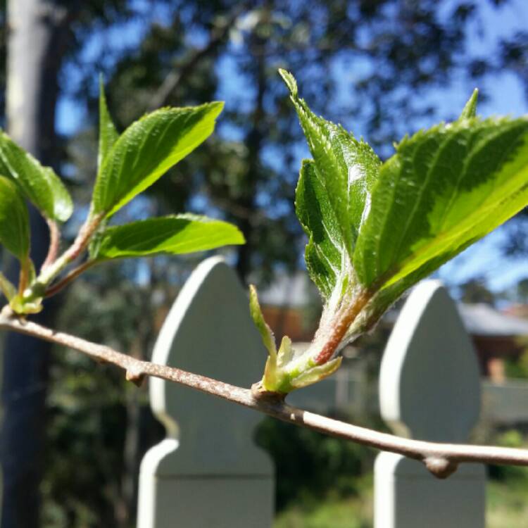 Plant image Actinidia arguta 'Issai'