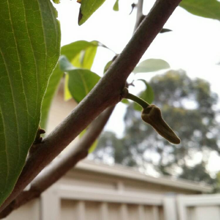 Plant image Annona Cherimoya syn. annona chirimoya