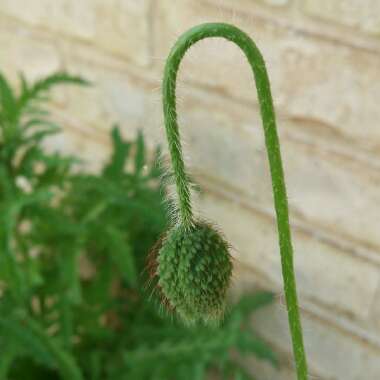 Papaver rhoeas