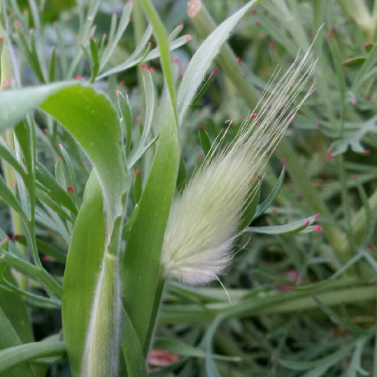 Plant image Lagurus ovatus syn. Lagurus ovatus 'Bunny's Tails'