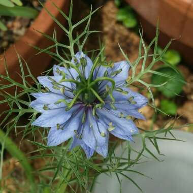 Nigella damascena 'Miss Jekyll'