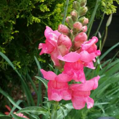 Antirrhinum