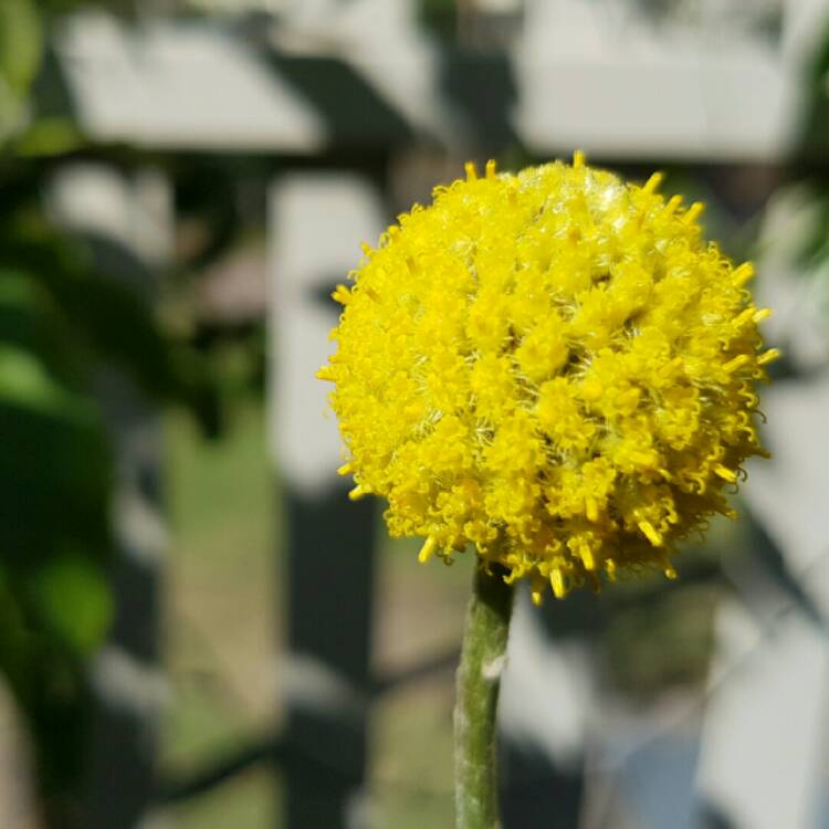 Plant image Craspedia Globosa syn. Pycnosorus globosus